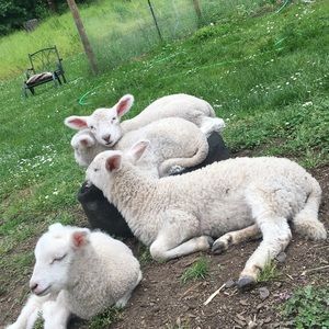 Meet your Posher, Nora